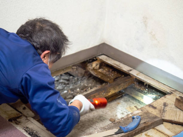 Mold Removal and Inspection in Little River, SC
