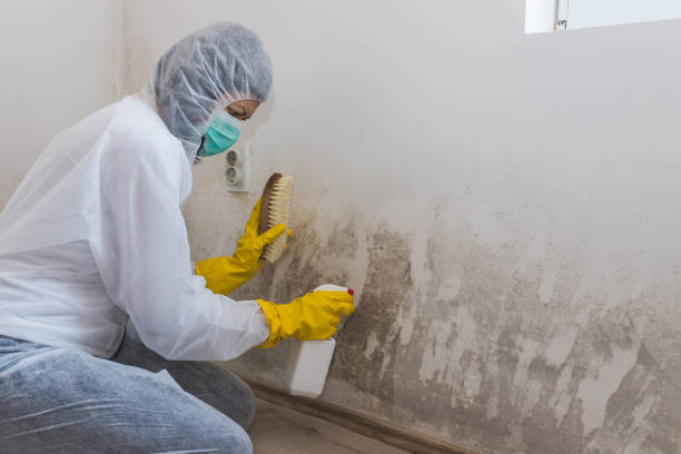 Best Attic Mold Removal  in Little River, SC