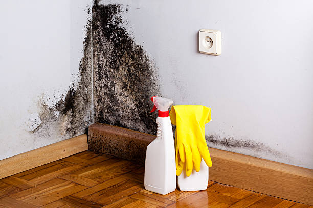 Attic Mold Removal in Little River, SC