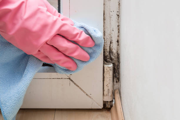 Certified Mold Removal in Little River, SC